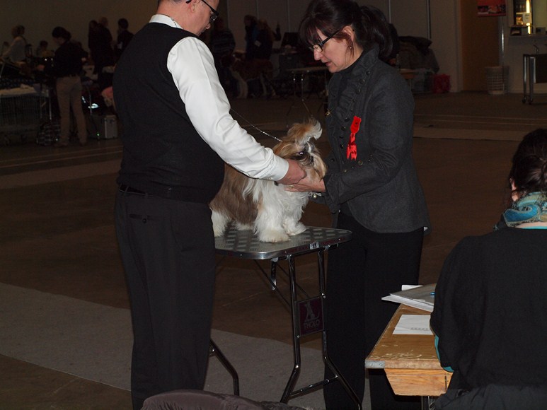 Shih Tzu Danmark